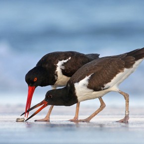Rusza cykl wystaw konkursu Wildlife Photographer of the Year 2011